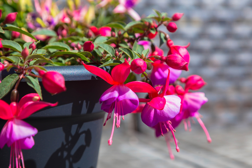 Fuchsia | Perkplanten | Tuincentrum Kennes in Lier