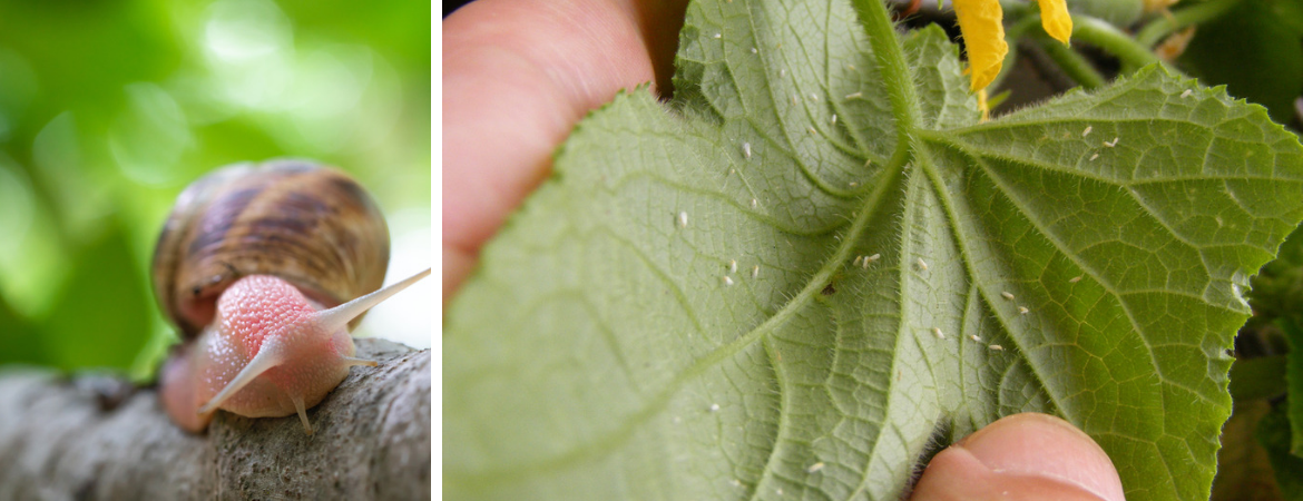 Insecten en slakken bestrijding tuincentrum Kennes