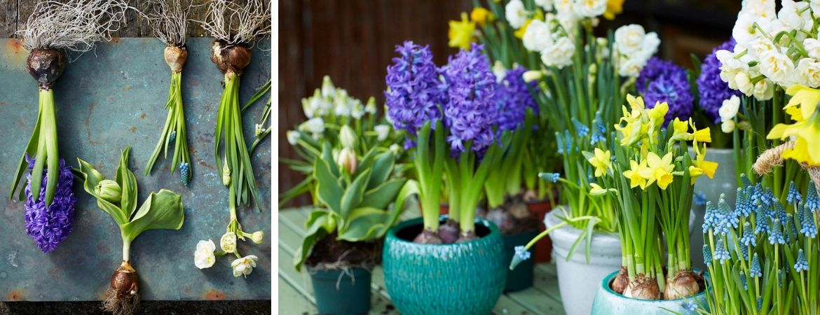 Bloembollen en zaden vindt u bij Tuincentrum Kennes in Lier