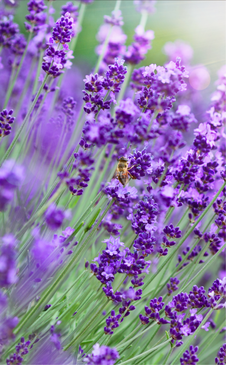 Lavendel online bestellen | Vaste planten | Tuincentrum Kennes 