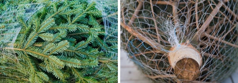Nordmann-kerstboom-antwerpen