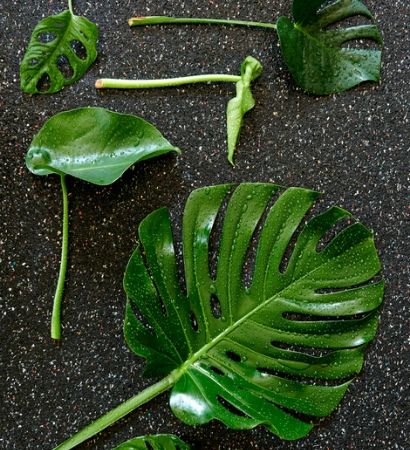 Kamerplanten | Groene kamerplant | Tuincentrum Kennes in Lier