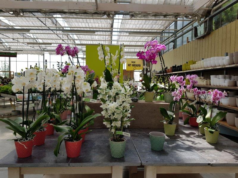 Orchidee kopen in Lier?