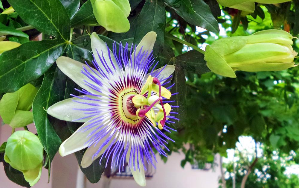 Passiebloem | Rozen en klimplanten Tuincentrum Kennes