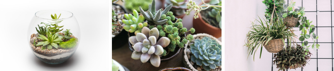 Arrangementen planten kopen | Tuincentrum Kennes in Lier