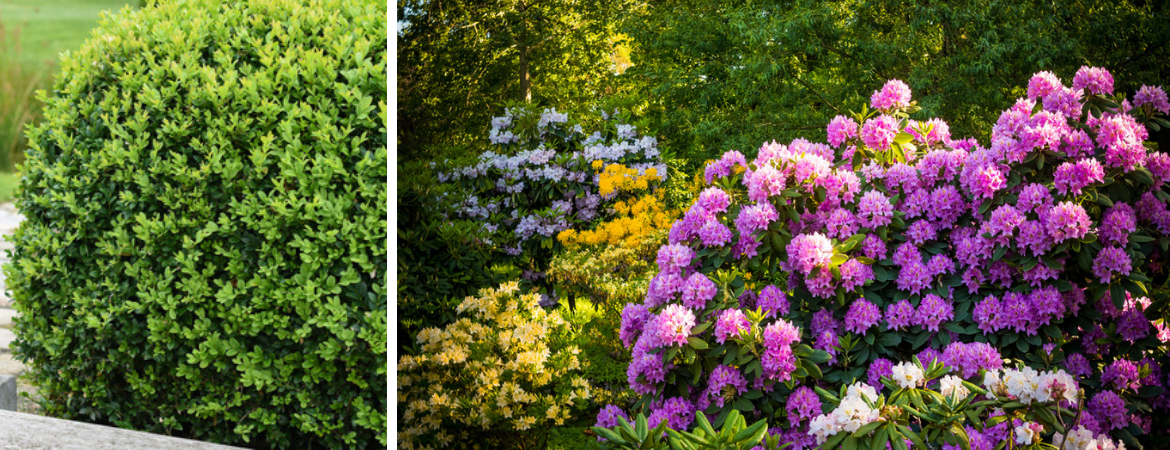 bomen-heesters-coniferen-antwerpen