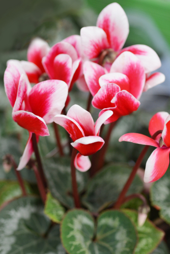 Bloeiende kamerplanten | Tuincentrum Kennes in Lier