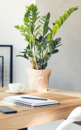 Groene kamerplanten | Tuincentrum Kennes in Lier