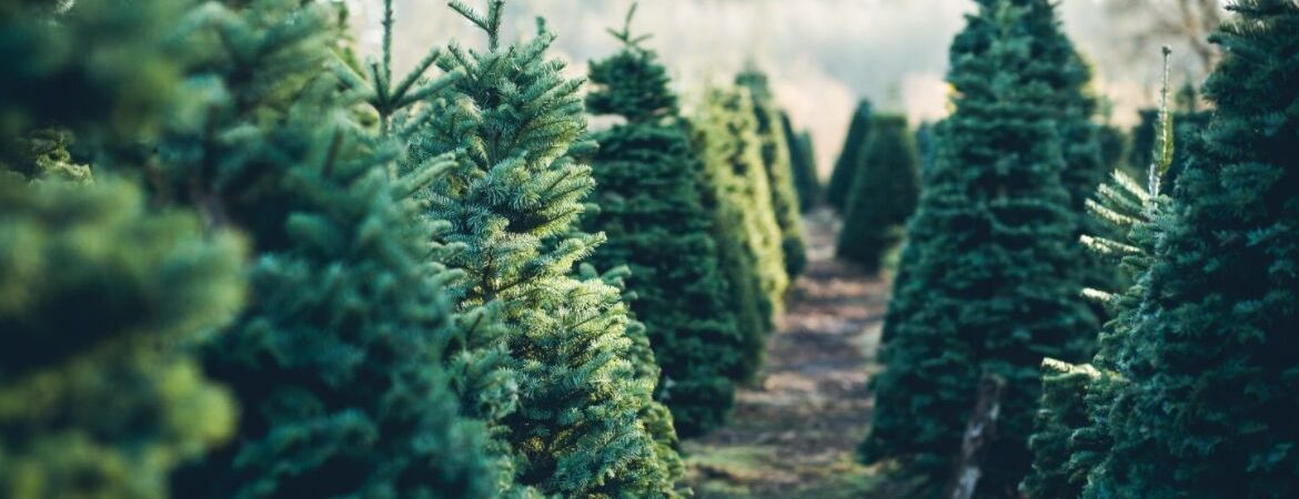 Tuincentrum Kennes | Lier | Kerstbomen