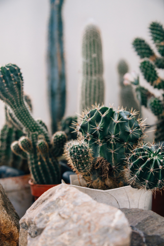 Cactussen & Vetplanten | Tuincentrum Kennes in Lier