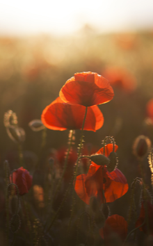 Klaprozen online bestellen | Vaste planten | Tuincentrum Kennes in Lier