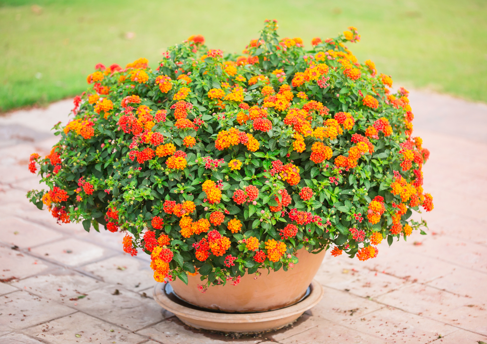 Lantana | Perkplanten | Tuincentrum Kennes nabij Antwerpen