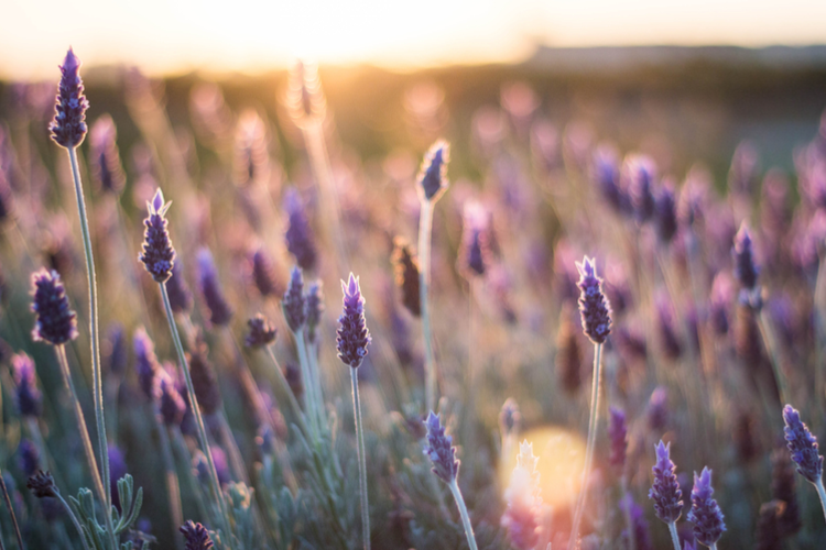 Lavendel tuicnentrum Kennes