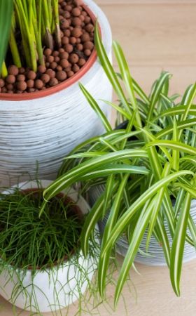 Groene kamerplanten | Tuincentrum Kennes in Lier