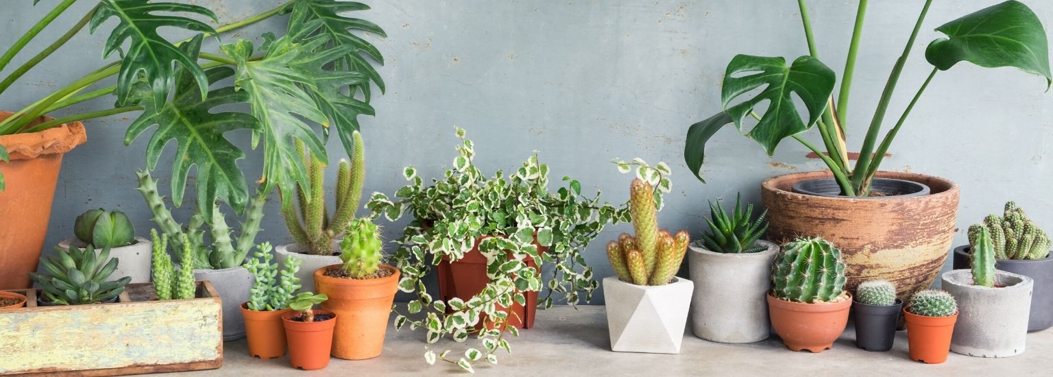Kamerplanten in alle soorten en maten