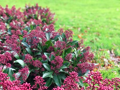 7 Tips voor een sterke skimmia!