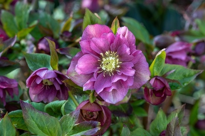 Alles over de helleborus