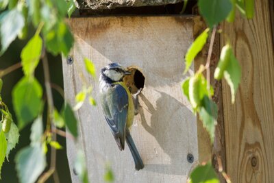 De juiste nestkast voor de vogels in jouw tuin