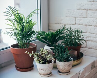 Het gemak van een plantenoppas in de zomer