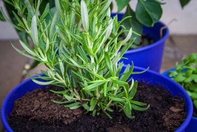 In 7 stappen een moestuin