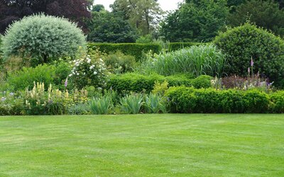 Inheemse planten voor een gezonde tuin