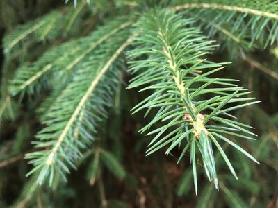 Nordmann kerstboom kopen regio Antwerpen