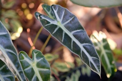 Ode aan de Alocasia