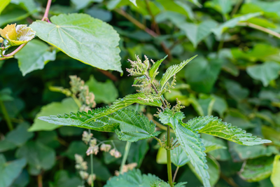 Onkruid eten? 7 verrassende planten die gewoon op je bord kunnen