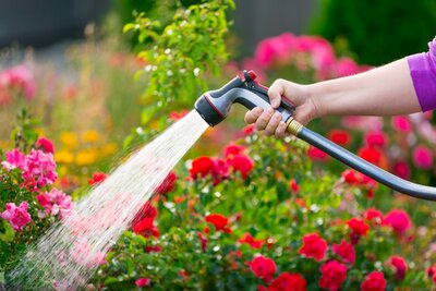 Planten water geven tijdens de warme zomermaanden