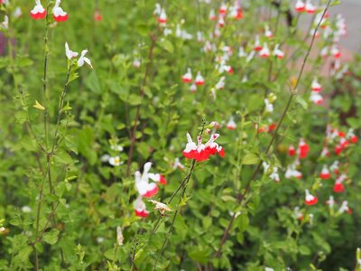 Salvia: tuinplant van het moment