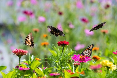 Tips voor een vlinder vriendeiljke tuin