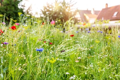 Tuinieren met natuurlijke gewasbescherming