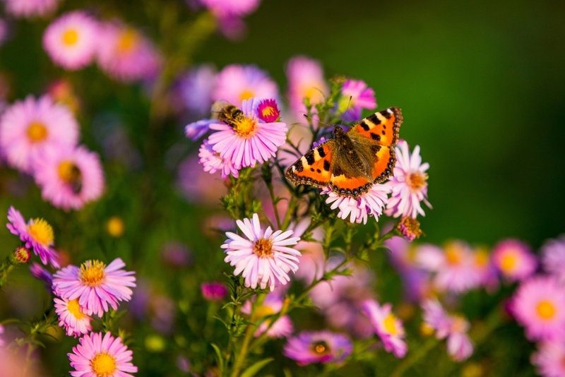 Van verharding naar groen: tips voor een klimaatbestendige tuin