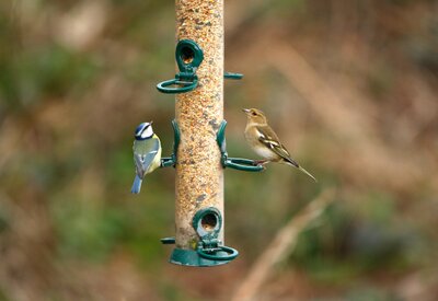 Vogelvriendelijke Tuin Tips