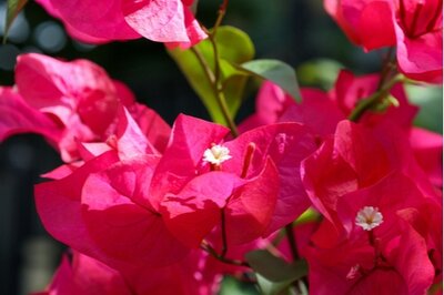 Zomerbloeiers: Uw tuin in volle bloei!