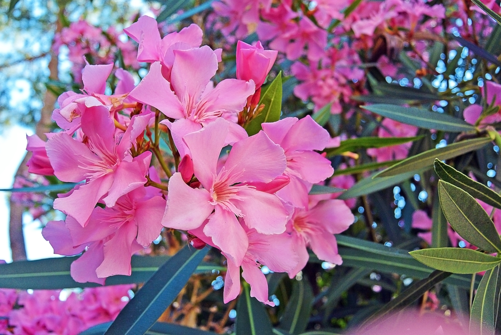 Oleander | Perkplanten | Tuincentrum Kennes in Lier