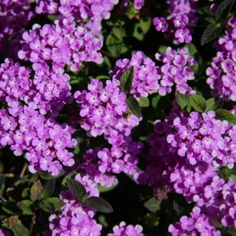 Vaste planten