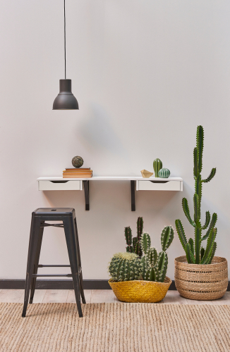 Cactussen & Vetplanten | Tuincentrum Kennes in Lier