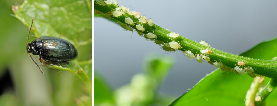 Slakken en insecten bestrijding Tuincentrum Kennes