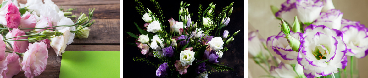 Snijbloem van de maand december: Lisianthus - Tuincentrum Kennes in Lier