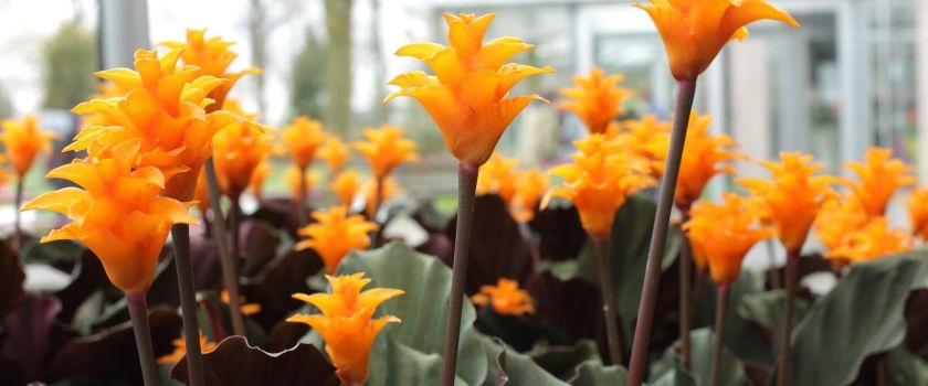 Bloeiende kamerplanten | Tuincentrum Kennes in Lier