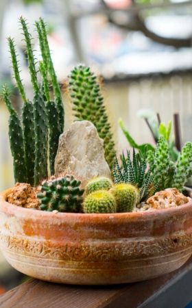 Kamerplanten | Cactus | Vetplanten | Tuincentrum Kennes in Lier