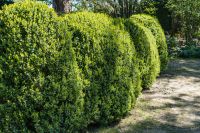 Bomen, heesters en coniferen