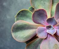 Cactussen en vetplanten
