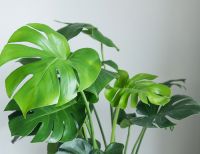 Groene kamerplanten