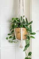Hangplanten