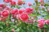Rozen en klimplanten