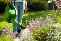 Tuinplanten