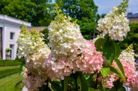 Vaste planten
